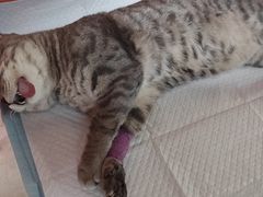 -瑞派福兴宠物医院犬猫全科·骨科·中西医结合(河东店)