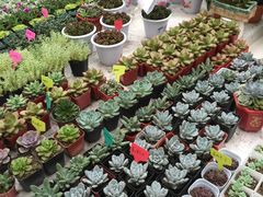 -金陵花卉交易市场