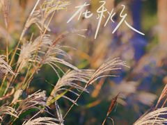 -贡湖湾湿地公园