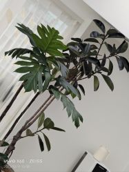 -HEYAN荷妍专业脱毛连锁机构