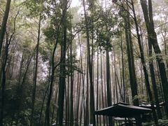 -凤栖山