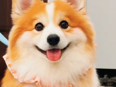-艾贝尔宠物医院·24H转诊中心·肿瘤猫专科(江宁双龙店)