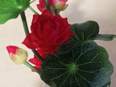 -忘忧草融合私房菜(红鼎国际店)