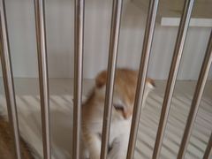 -东方名猫馆·英短金渐层布偶猫舍(环线广场1号楼店)