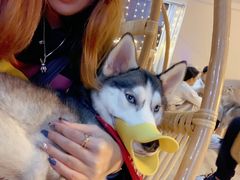 小甜甜-Husky Go! 哈士奇体验馆·宠物咖啡厅狗咖
