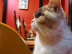 -猫色咖啡·猫咖