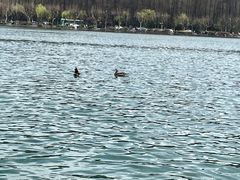 -西湖外事游船(花港观鱼码头)