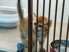 -翊宠yipet猫狗购宠庄园犬舍•猫舍