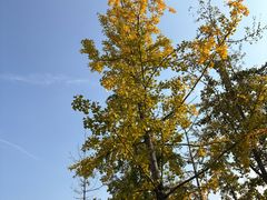 -汉长安城未央宫国家考古遗址公园