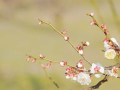 -蜀冈西峰生态公园