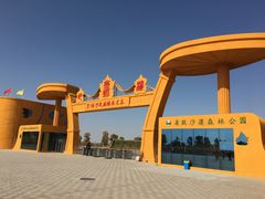 -金塔沙漠胡杨林景区