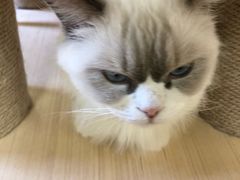 -猫和宫(六道口店)
