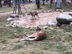 -灵玲国际马戏城