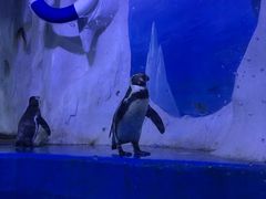 -多彩贵州城极地海洋世界