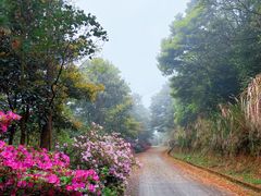 -广州市石门国家森林公园
