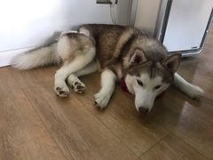 -Husky Go! 哈士奇体验馆·宠物咖啡厅狗咖