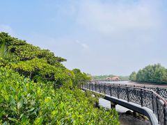 -东寨港红树林旅游区