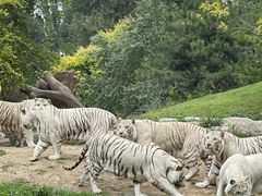 -北京野生动物园