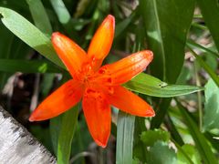 -白草畔自然风景区