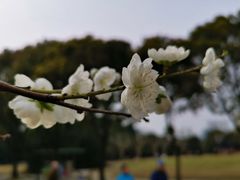 -上海市龙华烈士陵园