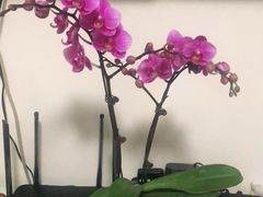 -双季花艺园艺市场(浦东店)
