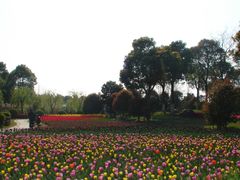 -上海鲜花港