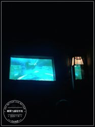 -翱翔飞越地平线