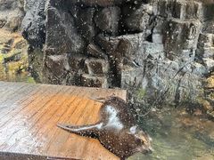 -大阪海游馆