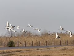 -盐城丹顶鹤湿地生态旅游区