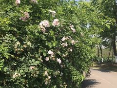 -白鹭湾湿地公园