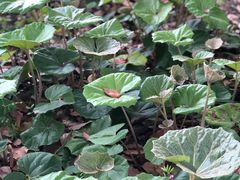 -白塘生态植物园
