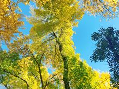 -三里屯东五街银杏大道