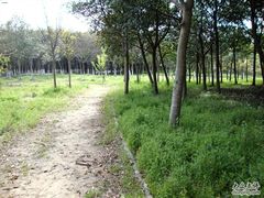 -昆山城市生态森林公园