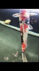 -鳌首刺青纹身 穿孔饰品店