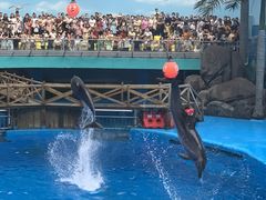 -海合安成都极地海洋公园