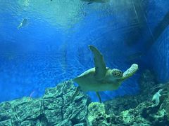 -芜湖新华联大白鲸海洋公园