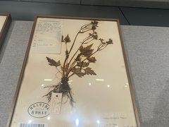 -四川大学博物馆