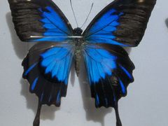 -上海昆虫博物馆