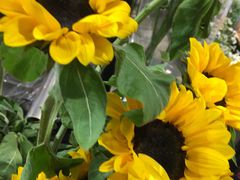 -双季花艺园艺市场(浦东店)