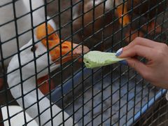 -前小桔亲子创意农场·草莓采摘·露营烧烤