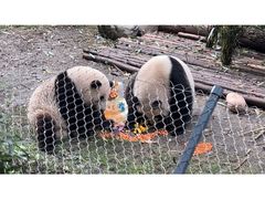 -成都大熊猫繁育研究基地