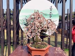 -香雪海