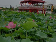 -嘉北郊野公园
