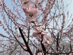 -桃花堤公园