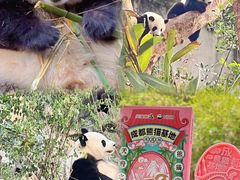 -成都大熊猫繁育研究基地