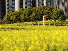 -光明小镇欢乐田园