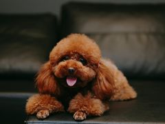 -百好乐宠物友好餐厅(朝外大街店)