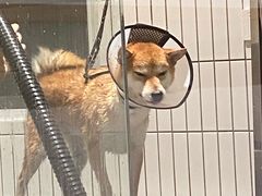 -電力宠物公司(武定路店)