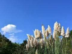 -贵阳市花溪国家城市湿地公园