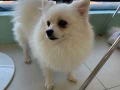 -怪兽屋·羊驼·猫咖·狗咖(俊华广场店)